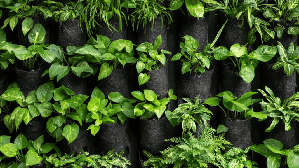 Vertical Garden or Living Wall