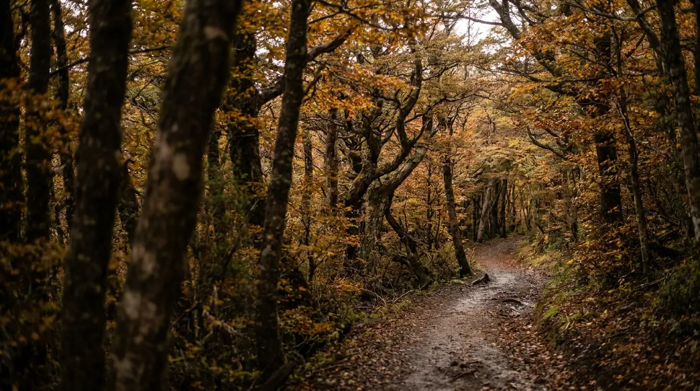 Forest path surrounded by tall trees with autumn foliage in a dimly lit setting